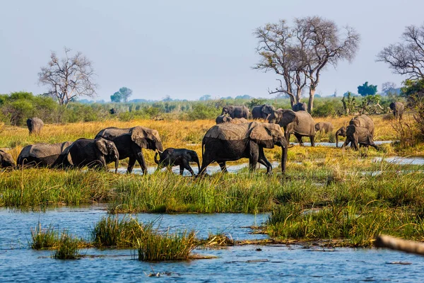 Elefantes de Caprivi Strip - Bwabwata, Kwando, Parque Nacional Mudumu - Namibia —  Fotos de Stock