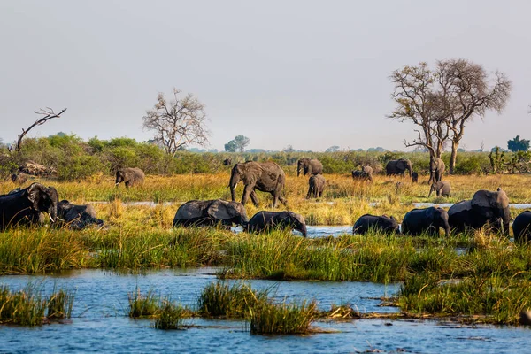 Elephants from Caprivi Strip - Bwabwata, Kwando, Mudumu National park - Namibia — Stock Photo, Image