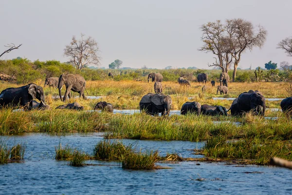 Elefanten aus dem Caprivizipfel - Bwabwata, Kwando, Mudumu Nationalpark - Namibia — Stockfoto