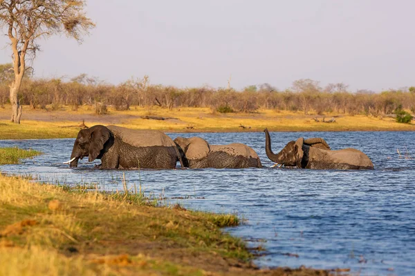 Elephants from Caprivi Strip - Bwabwata, Kwando, Mudumu National park - Namibia — Stock Photo, Image