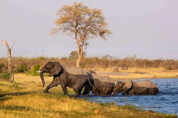 Elefantes de Caprivi Strip - Bwabwata, Kwando, Parque Nacional Mudumu - Namibia — Foto de Stock