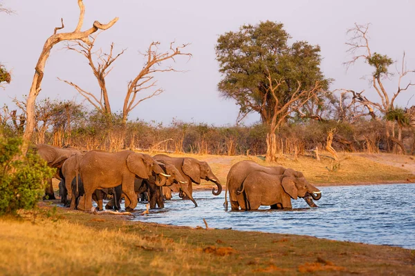 Elephants from Caprivi Strip - Bwabwata, Kwando, Mudumu National park - Namibia — Stock Photo, Image