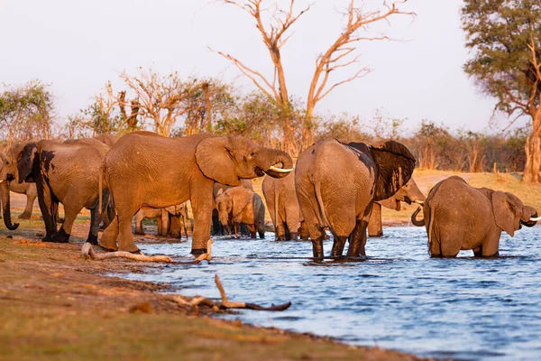 Elefantes da Faixa de Caprivi - Bwabwata, Kwando, Parque Nacional Mudumu - Namíbia — Fotografia de Stock