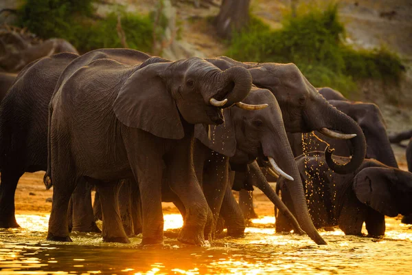 Elephants in Chobe National Park - Botswana — Stock Photo, Image