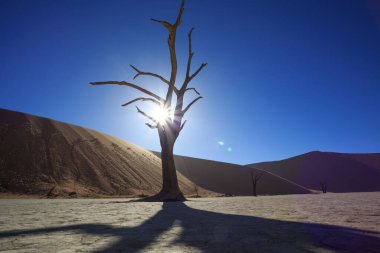 Sussussusvlei 'deki akasya ağacıyla tuzlu tava ve Namibya' daki Namib çölündeki Deadvlei..