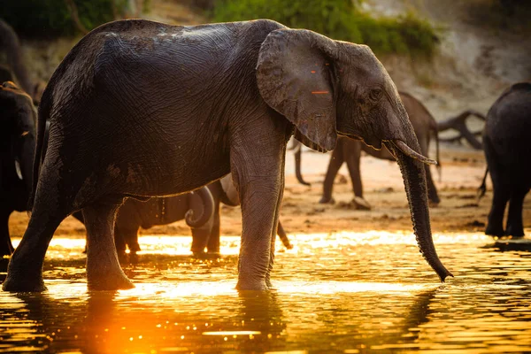 Elephants in Chobe National Park - Botswana — Stock Photo, Image