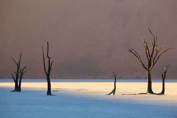 Sartén de sal con acacia en Sussusvlei y Deadvlei en el desierto de Namib en Namibia . — Foto de Stock