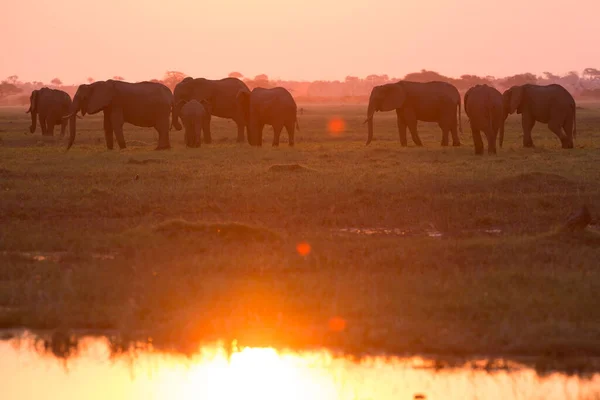 Elephants in Chobe National Park - Botswana — Stock Photo, Image