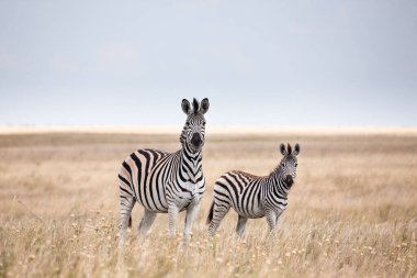 Zebralar Makgadikgadi 'ye göç ediyor Ulusal Park - Botswana