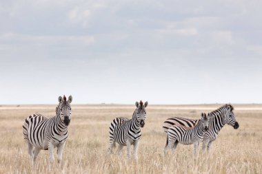 Zebras migration - Makgadikgadi Pans National Park - Botswana clipart
