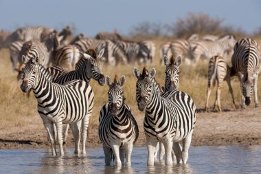 Zebras migration - Makgadikgadi Pans National Park - Botswana clipart
