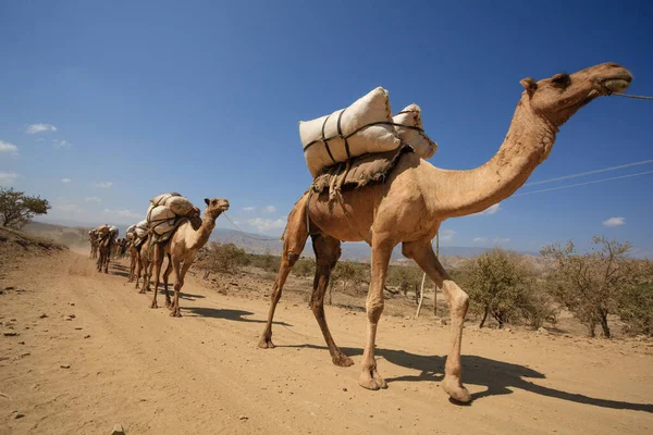 Caravana de camellos en Etiopía - Región de Afar —  Fotos de Stock