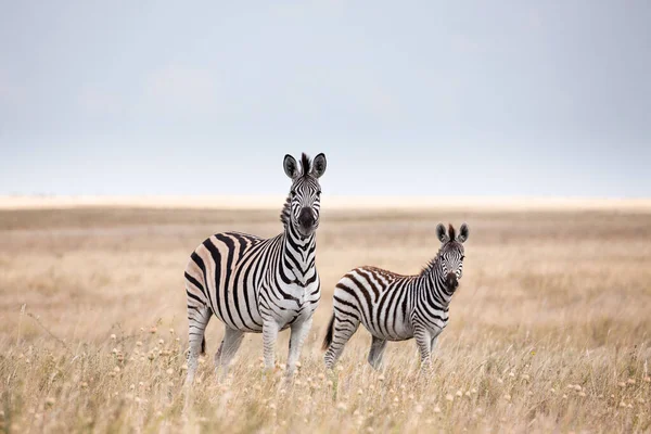 Migracja Zebr w Parku Narodowym Makgadikgadi - Botswana — Zdjęcie stockowe