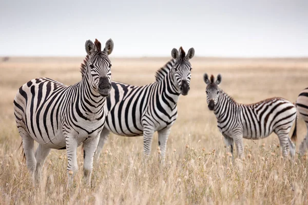 Zebras migration i Makgadikgadi Pans nationalpark - Botswana — Stockfoto