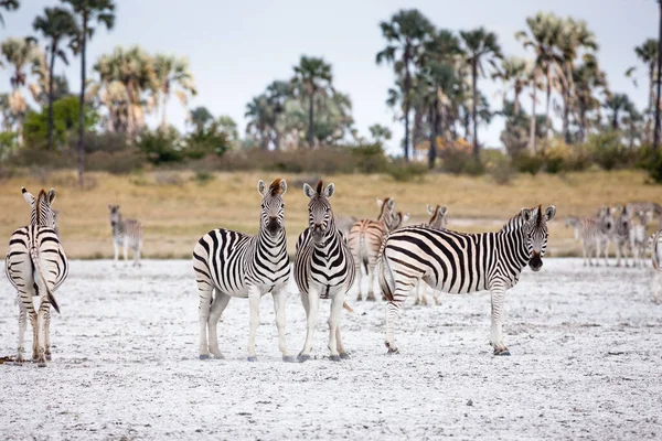 Zebra göçü - Makgadikgadi Ulusal Parkı Arıyor - Botswana — Stok fotoğraf