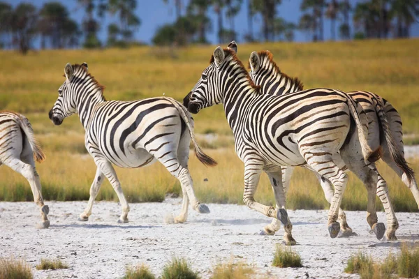 Migração da Zebras no Parque Nacional das Panelas Makgadikgadi - Botsuana — Fotografia de Stock