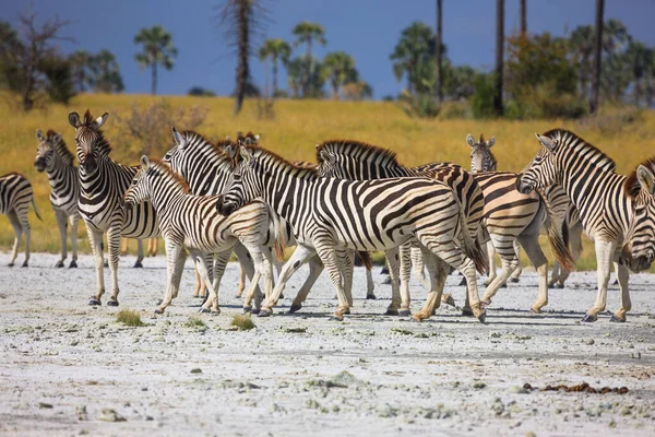 Migração da Zebras no Parque Nacional das Panelas Makgadikgadi - Botsuana — Fotografia de Stock