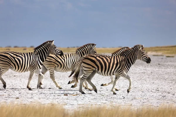 Migracja Zebry - Park Narodowy Makgadikgadi - Botswana — Zdjęcie stockowe