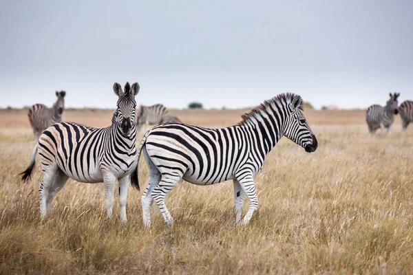 Zebra göçü - Makgadikgadi Ulusal Parkı Arıyor - Botswana — Stok fotoğraf