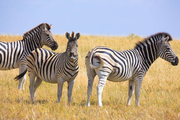 Shots of herd zebras from great zebras migration on savanna plains in Makgadikgadi Pans National Park in Botswana