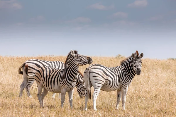 Zebras migration - Makgadikgadi Pans nationalpark - Botswana — Stockfoto