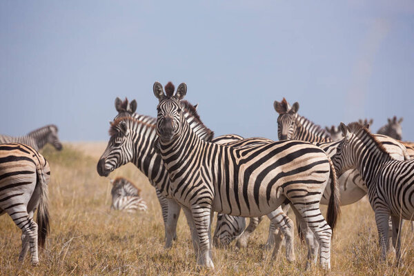 Shots of herd zebras from great zebras migration on savanna plains in Makgadikgadi Pans National Park in Botswana