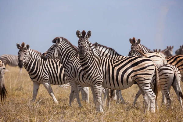 Zebra göçü - Makgadikgadi Ulusal Parkı Arıyor - Botswana — Stok fotoğraf