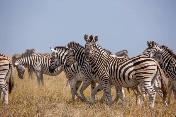 斑马移徙- Makgadikgadi Pans国家公园-博茨瓦纳 — 图库照片