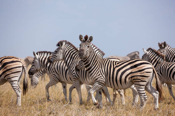 Shots of herd zebras from great zebras migration on savanna plains in Makgadikgadi Pans National Park in Botswana