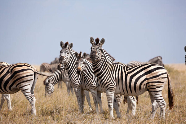 Shots of herd zebras from great zebras migration on savanna plains in Makgadikgadi Pans National Park in Botswana