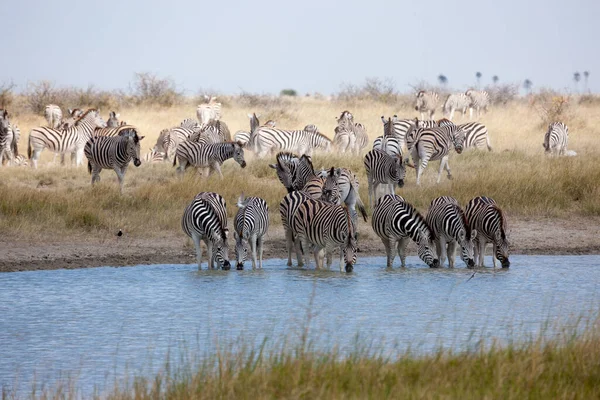 Migração de zebras - Parque Nacional das Panelas Makgadikgadi - Botsuana — Fotografia de Stock