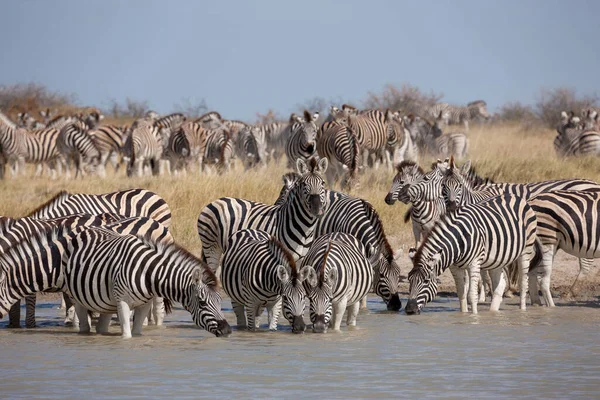 Zebras migration - Makgadikgadi Pans nationalpark - Botswana — Stockfoto
