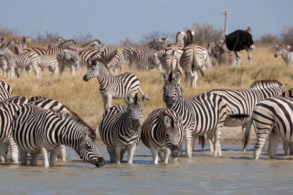 斑马移徙- Makgadikgadi Pans国家公园-博茨瓦纳 — 图库照片