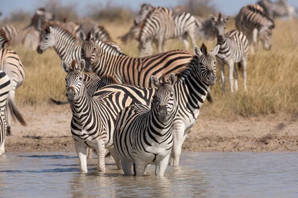 Миграция зебр - Макгадикгади Панс Национальный парк - Ботсвана — стоковое фото