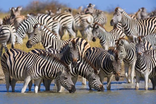 Zebralar Makgadikgadi Ulusal Parkı 'na göç ediyor. — Stok fotoğraf