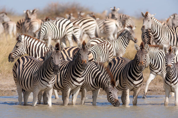 Shots of herd zebras from great zebras migration at waterhole in Makgadikgadi Pans National Park in Botswana.