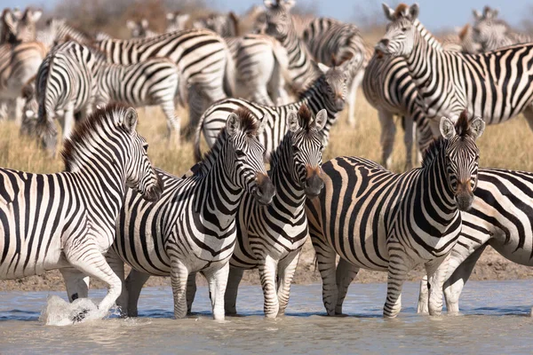 Migração da Zebras no Parque Nacional das Panelas Makgadikgadi — Fotografia de Stock