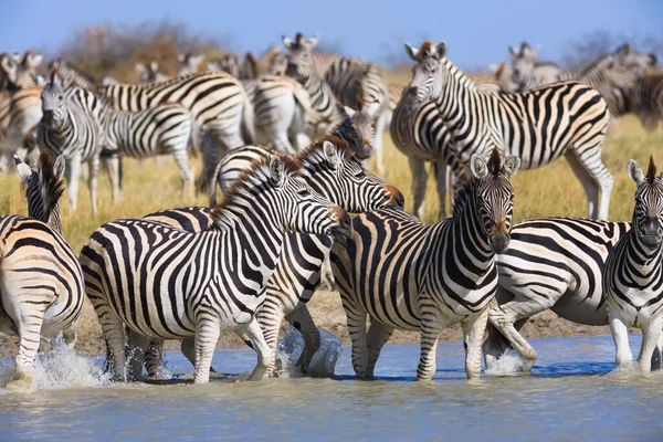 Migracja Zebr w Parku Narodowym Makgadikgadi Pans — Zdjęcie stockowe