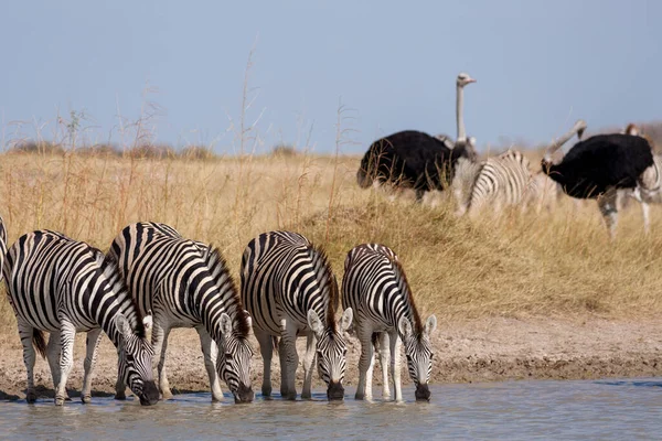 シマウマの移住- Makgadikgadi Pans National Park -ボツワナ — ストック写真