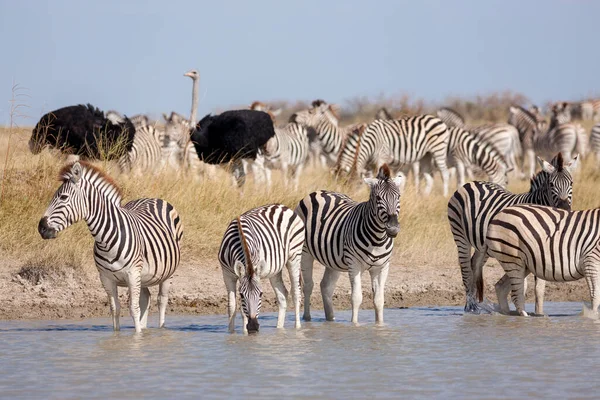 Migração de zebras - Parque Nacional das Panelas Makgadikgadi - Botsuana — Fotografia de Stock