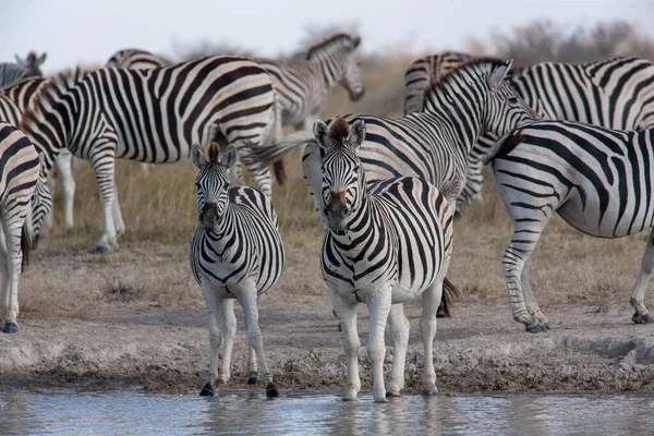 Zebra göçü - Makgadikgadi Ulusal Parkı Arıyor - Botswana — Stok fotoğraf