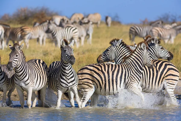 Migração da Zebras no Parque Nacional das Panelas Makgadikgadi — Fotografia de Stock