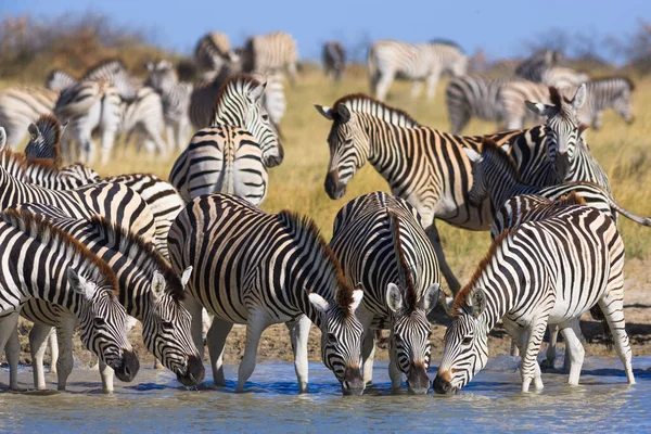 Zebrák vándorlása a Makgadikgadi Pans Nemzeti Parkban — Stock Fotó