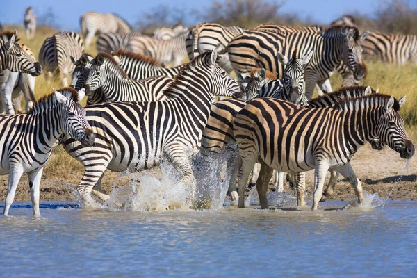 Zebralar Makgadikgadi Ulusal Parkı 'na göç ediyor. — Stok fotoğraf