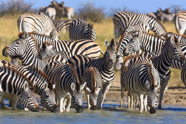 Shots of herd zebras from great zebras migration at waterhole in Makgadikgadi Pans National Park in Botswana.