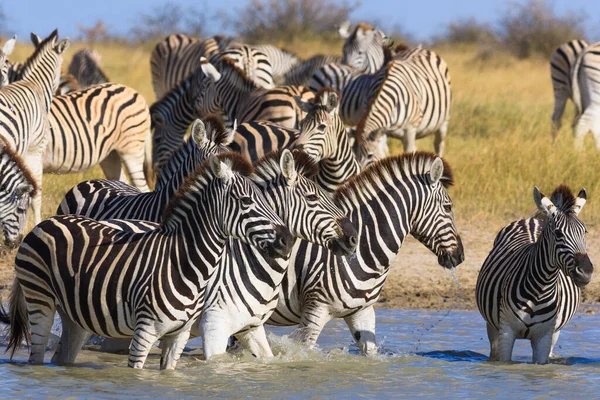 Zebralar Makgadikgadi Ulusal Parkı 'na göç ediyor. — Stok fotoğraf