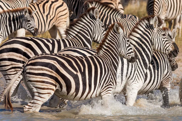 Μετανάστευση ζέβρες - Makgadikgadi Pans National Park - Μποτσουάνα — Φωτογραφία Αρχείου