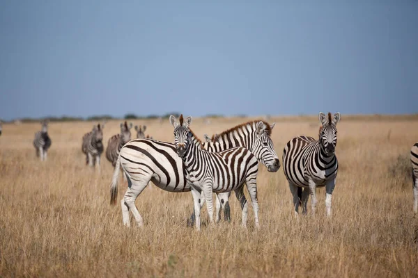 Zebras migration - Makgadikgadi Pans nationalpark - Botswana — Stockfoto