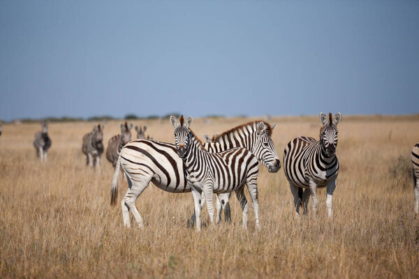 Shots of herd zebras from great zebras migration on savanna plains in Makgadikgadi Pans National Park in Botswana.