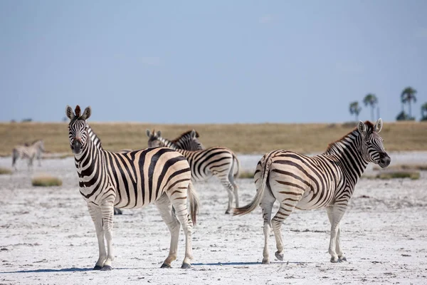 Migração de zebras - Parque Nacional das Panelas Makgadikgadi - Botsuana — Fotografia de Stock